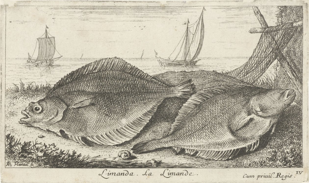 Två dabs på stranden limanda. La Limande. (titel på objekt) Fiskar och andra havsdjur - saltvatten tredje serie (serietitel) Poissons de mer (serietitel) av Albert Flamen