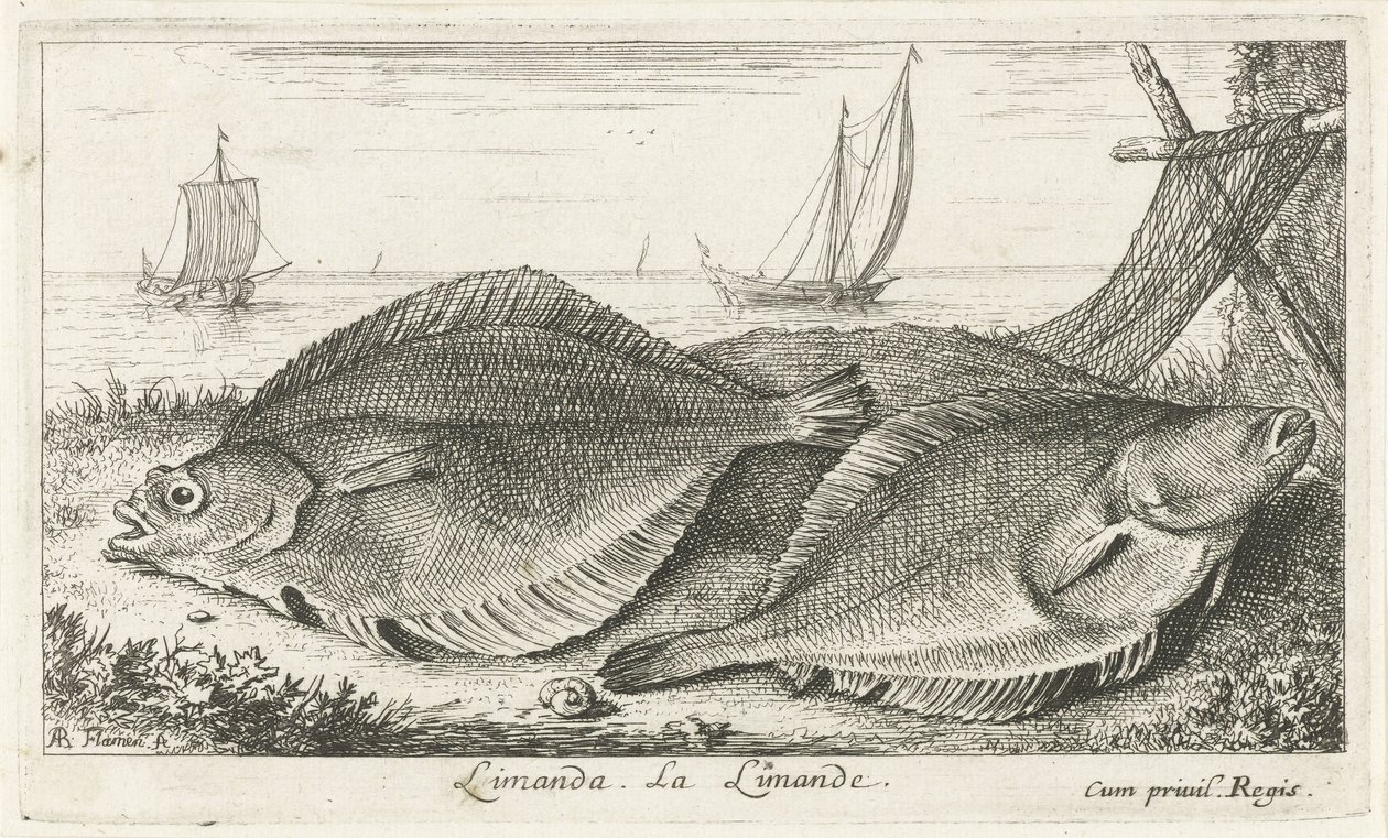 Två dabs på stranden limanda. La Limande. (titel på objekt) Fiskar och andra havsdjur - saltvatten tredje serie (serietitel) Poissons de mer (serietitel) av Albert Flamen