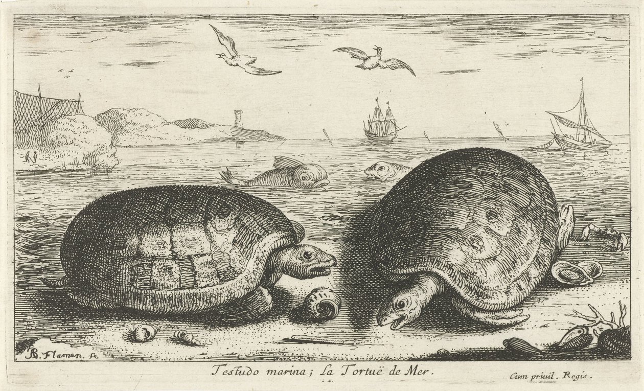 Två sköldpaddor på stranden testudo småbåtshamn; La Tortuë de Mer (titel på objekt) Fiskar och andra havsdjur - saltvattens andra serie (serietitel) Poissons de mer (serietitel) av Albert Flamen