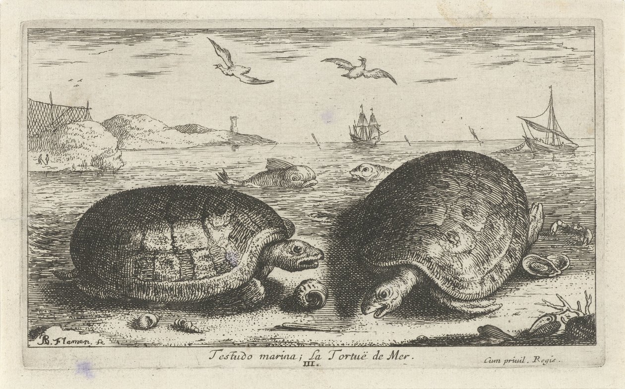 Två sköldpaddor på stranden testudo småbåtshamn; La Tortuë de Mer (titel på objekt) Fiskar och andra havsdjur - saltvattens andra serie (serietitel) Poissons de mer (serietitel) av Albert Flamen