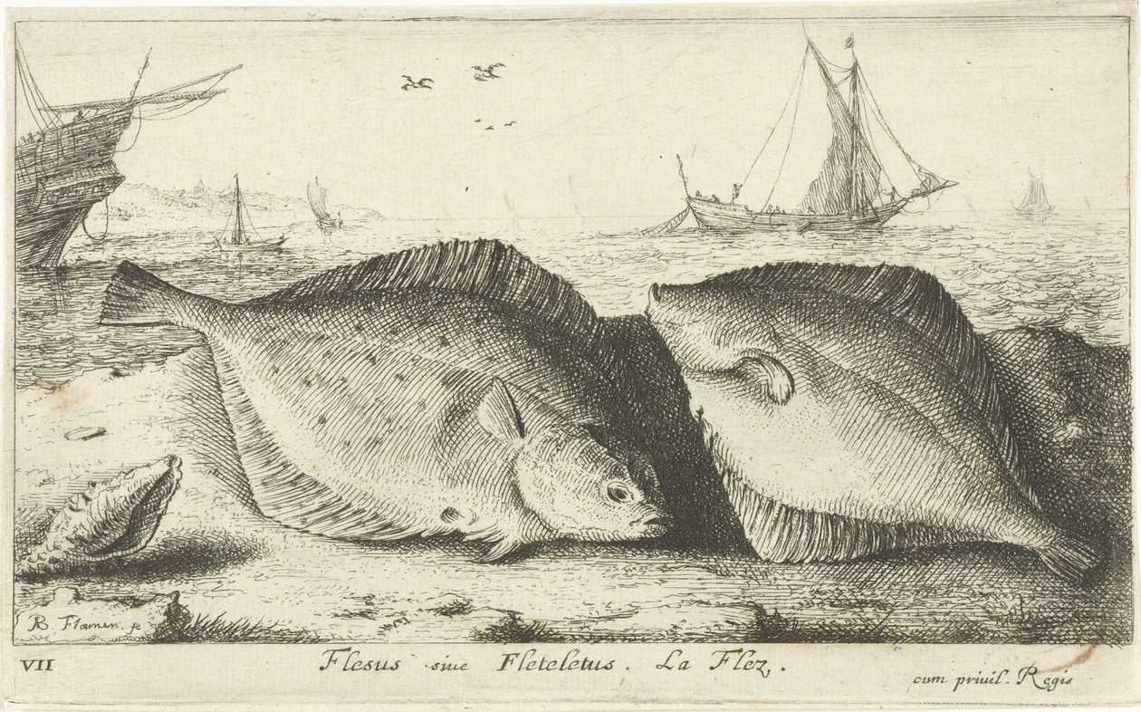 Två rödspätta på stranden Flesus siue Fleteletus. La flez. (titel på objekt) Fiskar och andra havsdjur - saltvatten första serie (serietitel) Diverse Especes de Poissons de mer (serietitel) av Albert Flamen