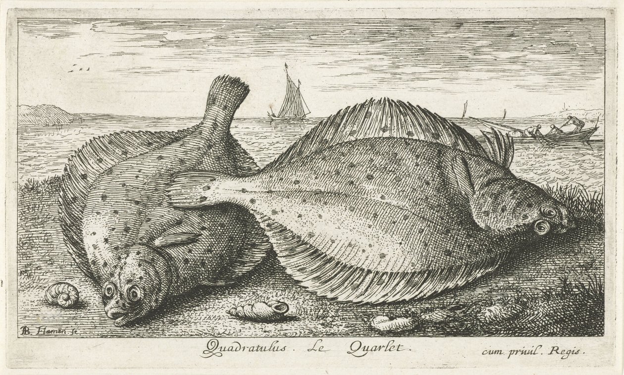 Två rödspätta på stranden Quadratulus. LeQuarlet. (titel på objekt) Fiskar och andra havsdjur - saltvatten tredje serie (serietitel) Poissons de mer (serietitel) av Albert Flamen