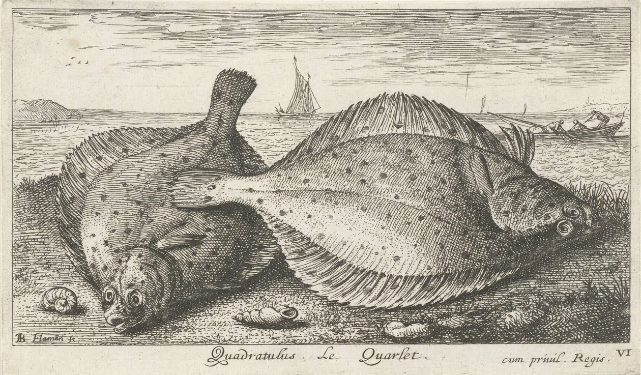Två rödspätta på stranden Quadratulus. LeQuarlet. (titel på objekt) Fiskar och andra havsdjur - saltvatten tredje serie (serietitel) Poissons de mer (serietitel) av Albert Flamen
