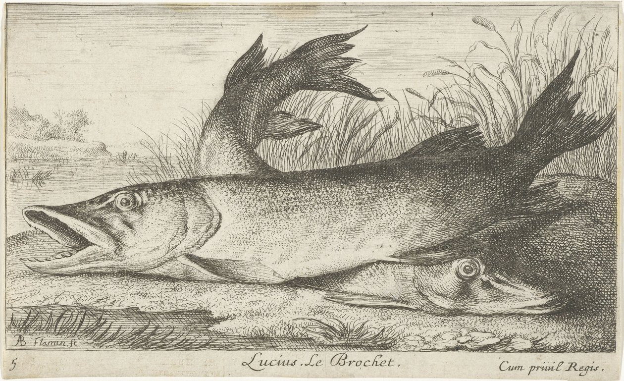Två gäddor på en flodstrand Lucius. Le Brochet. (titel på objekt) Fiskar och andra havsdjur - första serien i sötvatten (serietitel) Diverse Especes de Poissons d