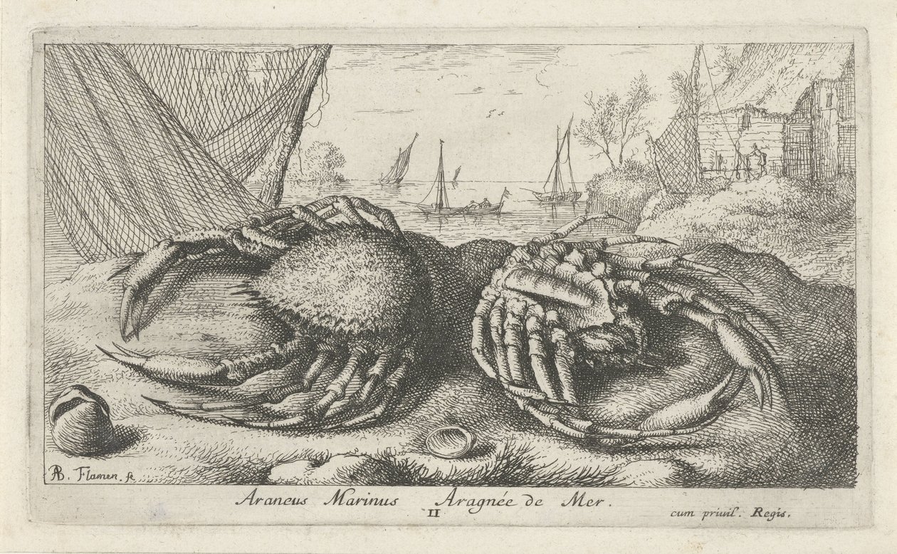 Två spindelkrabbor nära ett fiskenät Araneus Marinus Aragnée de Mer (titel på objekt) Fiskar och andra havsdjur - saltvattens andra serie (serietitel) Poissons de mer (serietitel) av Albert Flamen