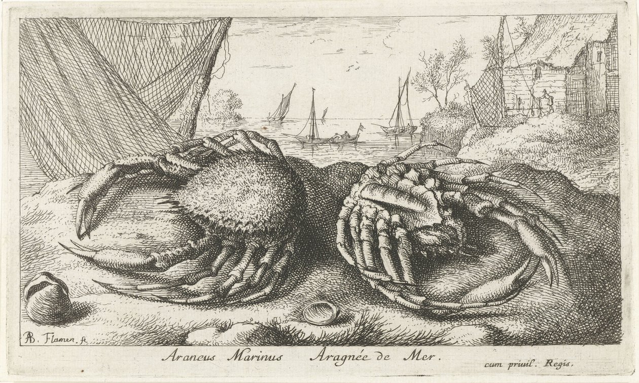 Två spindelkrabbor nära ett fiskenät Araneus Marinus Aragnée de Mer (titel på objekt) Fiskar och andra havsdjur - saltvattens andra serie (serietitel) Poissons de mer (serietitel) av Albert Flamen