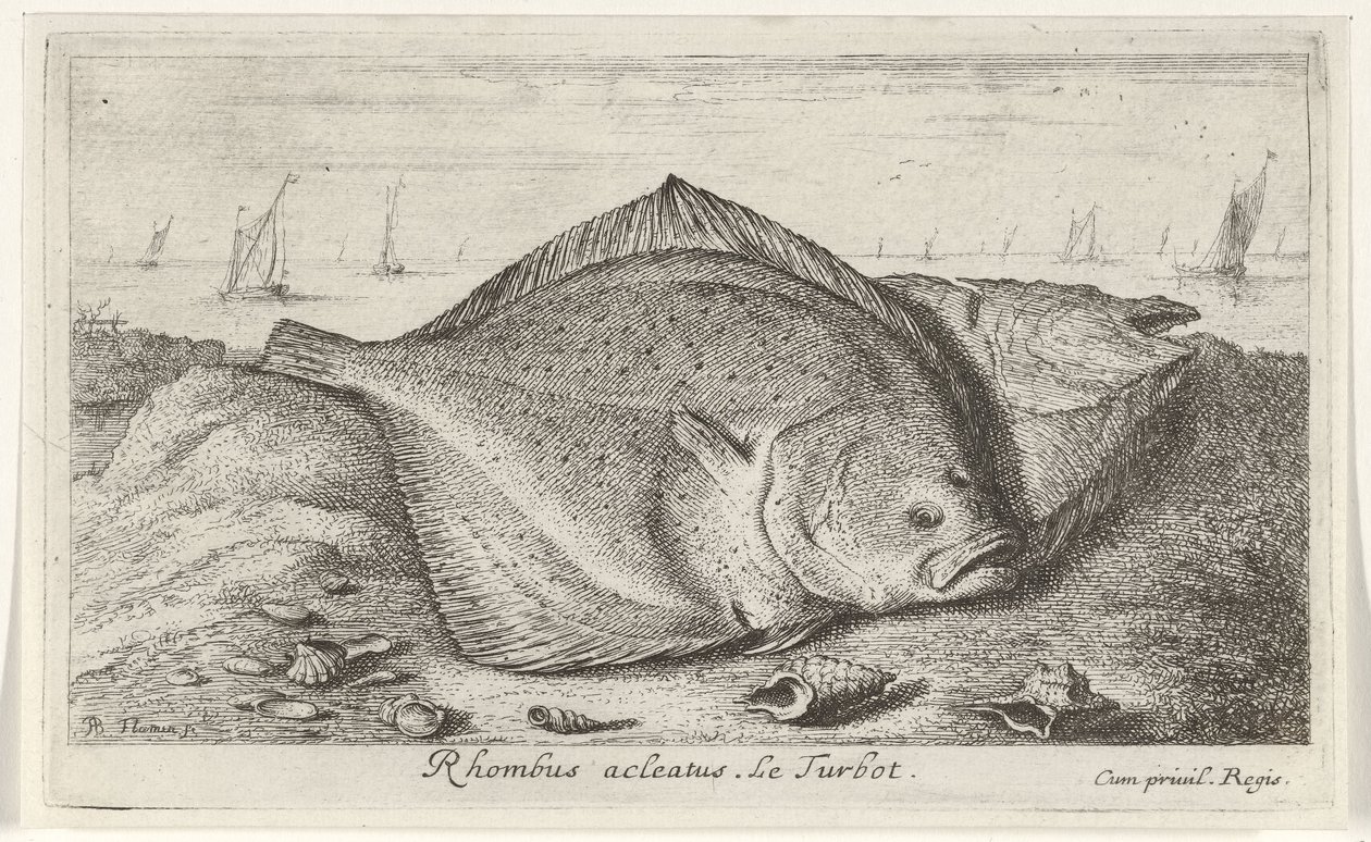 Två piggvar på stranden Rhombus acleatus. Le Piggvar. (titel på objekt) Fiskar och andra havsdjur - saltvatten tredje serie (serietitel) Poissons de mer (serietitel) av Albert Flamen