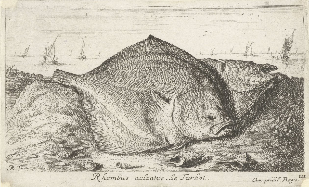 Två piggvar på stranden Rhombus acleatus. Le Piggvar. (titel på objekt) Fiskar och andra havsdjur - saltvatten tredje serie (serietitel) Poissons de mer (serietitel) av Albert Flamen