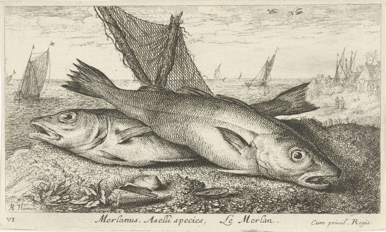 Två vitlingar på stranden Merlanus. Aselli art, Le merlan. (titel på objekt) Fiskar och andra havsdjur - saltvatten första serie (serietitel) Diverses Especes de Poissons de mer (serietitel) av Albert Flamen