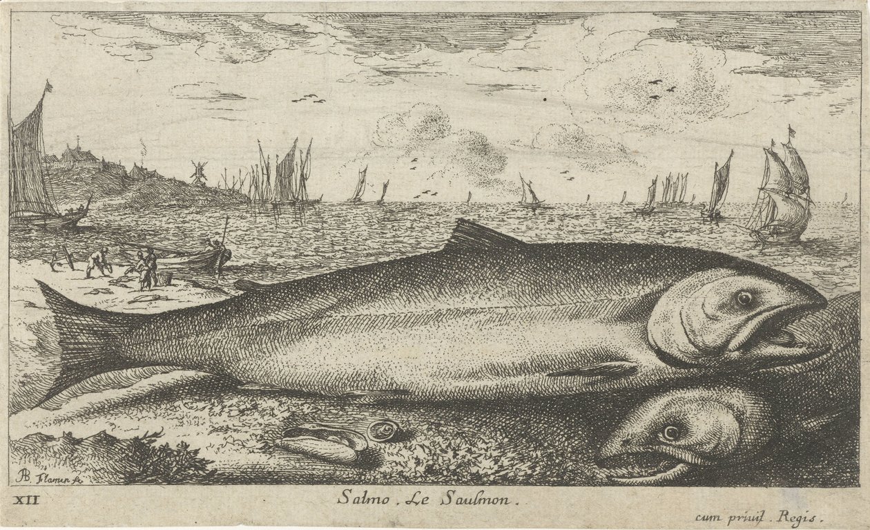 Två laxar på stranden Lax. Le saulmon (titel på objekt) Fiskar och andra havsdjur - saltvatten första serie (serietitel) Diverses Especes de Poissons de mer (serietitel) av Albert Flamen