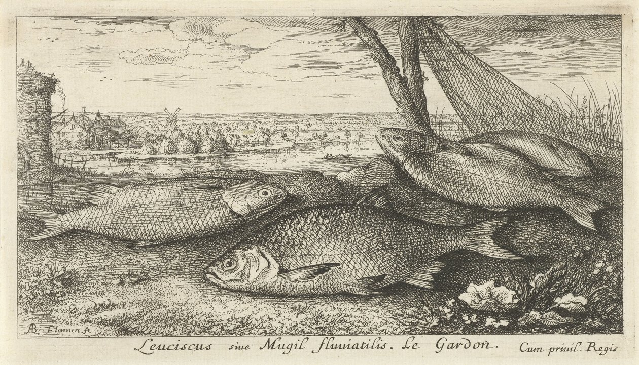 Fyra mört i ett fiskenät Leuciscus siue Mugil fluuiatilus. Le Gardon. (titel på objekt) Fiskar och andra havsdjur - första serien i sötvatten (serietitel) Diverse Especes de Poissons d