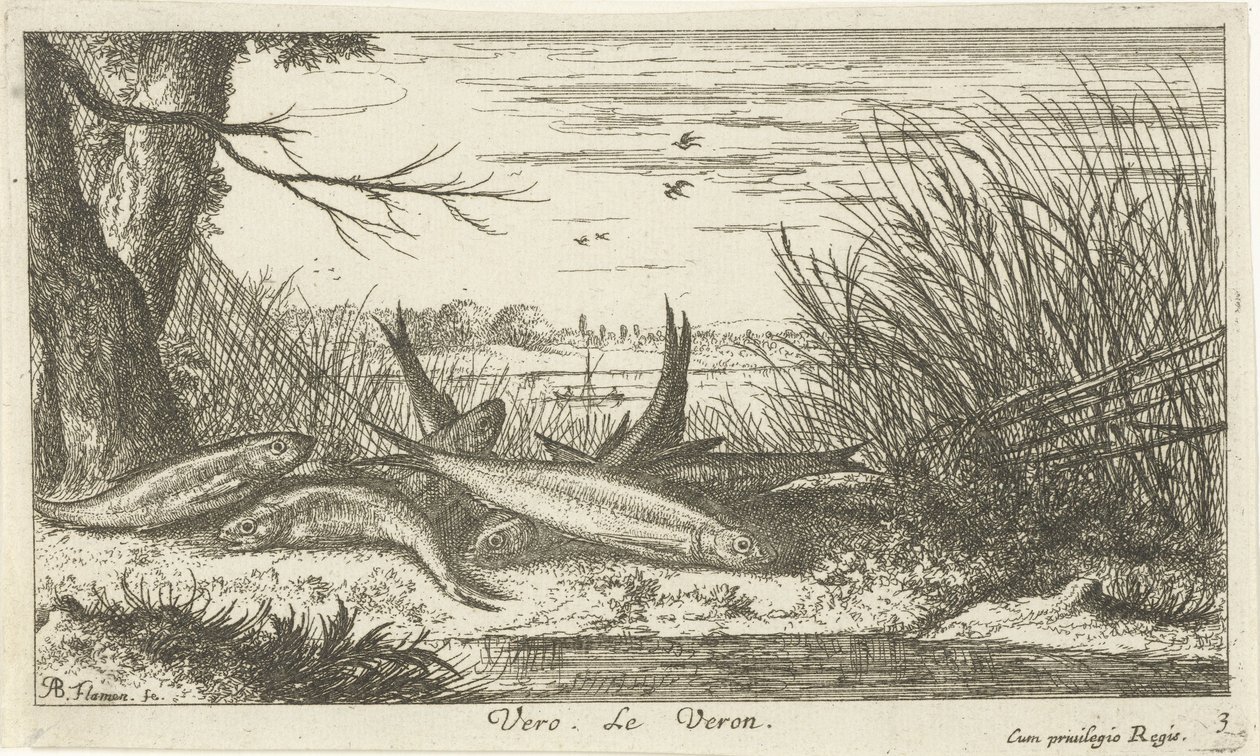 Kackerlackor på en flodstrand vero. Le Veron. (titel på objekt) Fiskar och andra havsdjur - sötvattens andra serie (serietitel) Seconde partie de Poissons d
