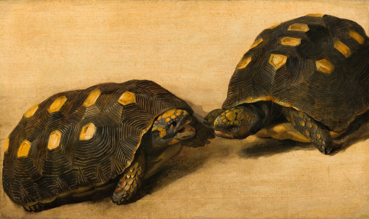 Studie av två brasilianska sköldpaddor, ca 1640 (tempera, gouache på papper på panel) av Albert van der Eeckhout