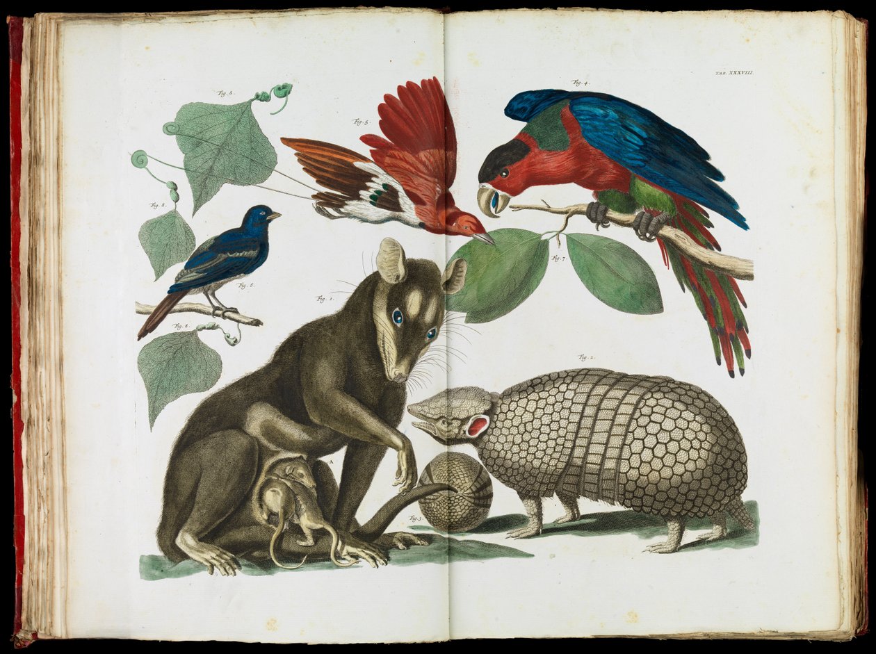 Moluckapossum, Didelphis molucca och bältdjur, Tolypeutes matacus. av Albertus Seba