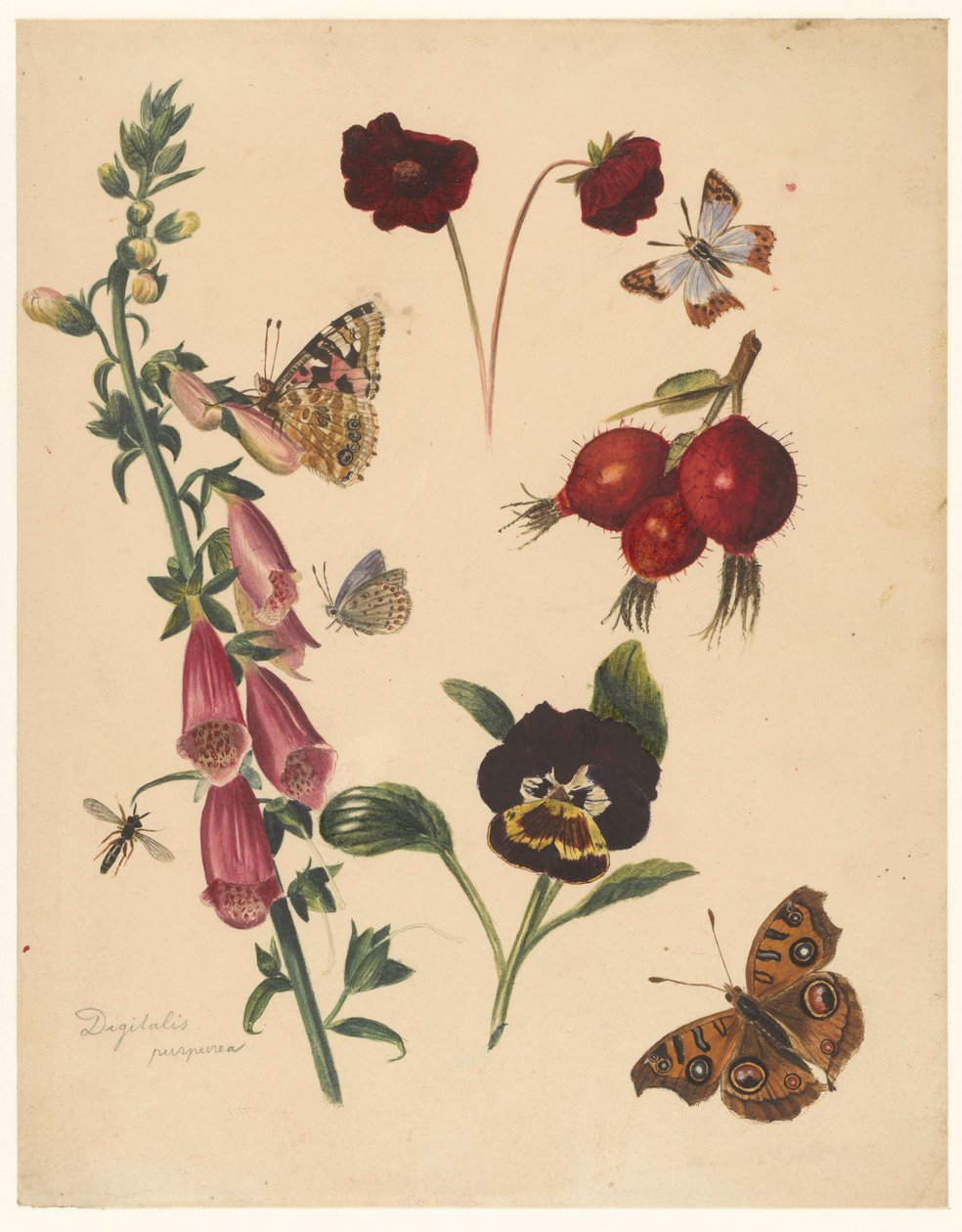 Studieblad med blommor och fjärilar av Albertus Steenbergen