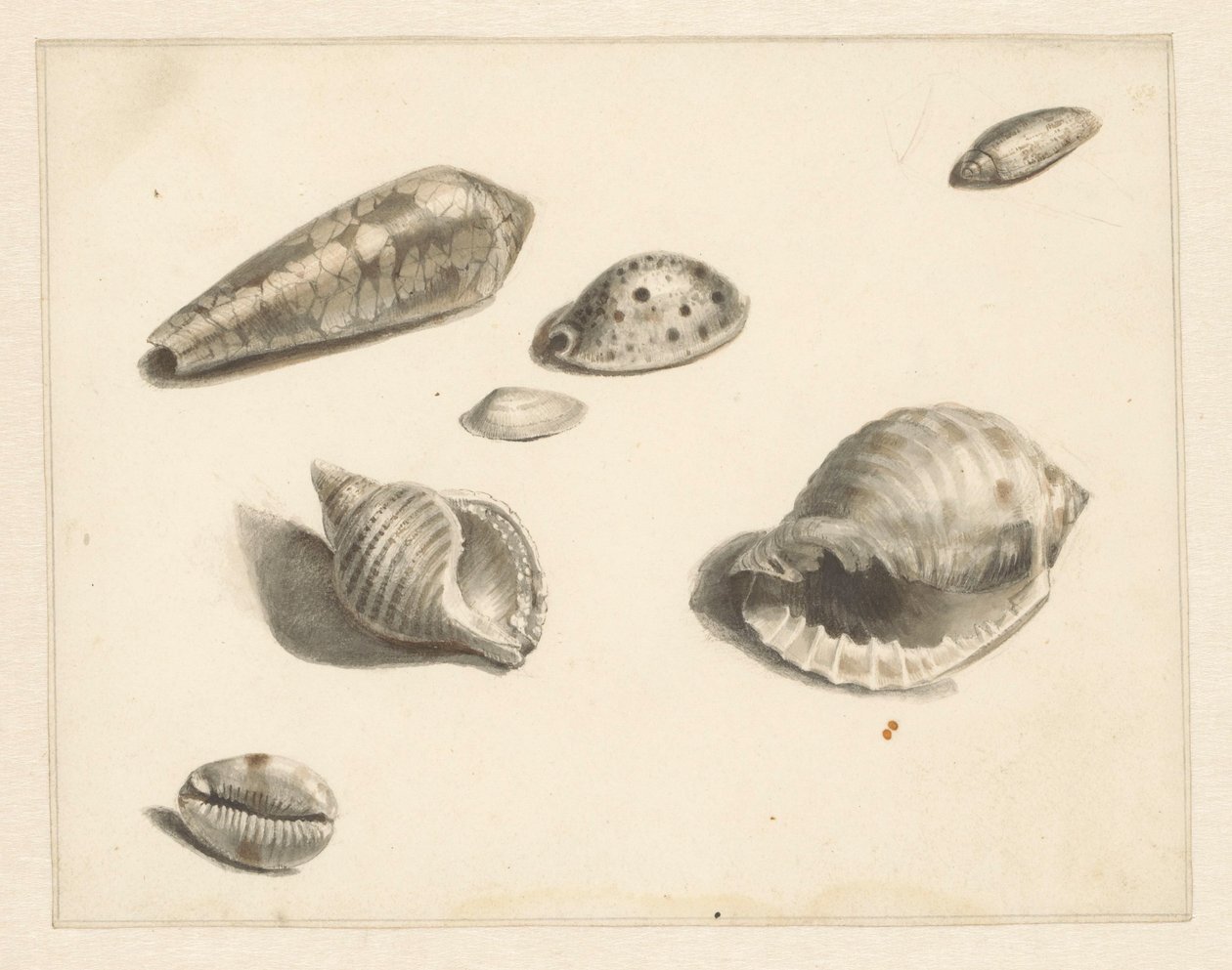 Studieblad med olika skal av Albertus Steenbergen