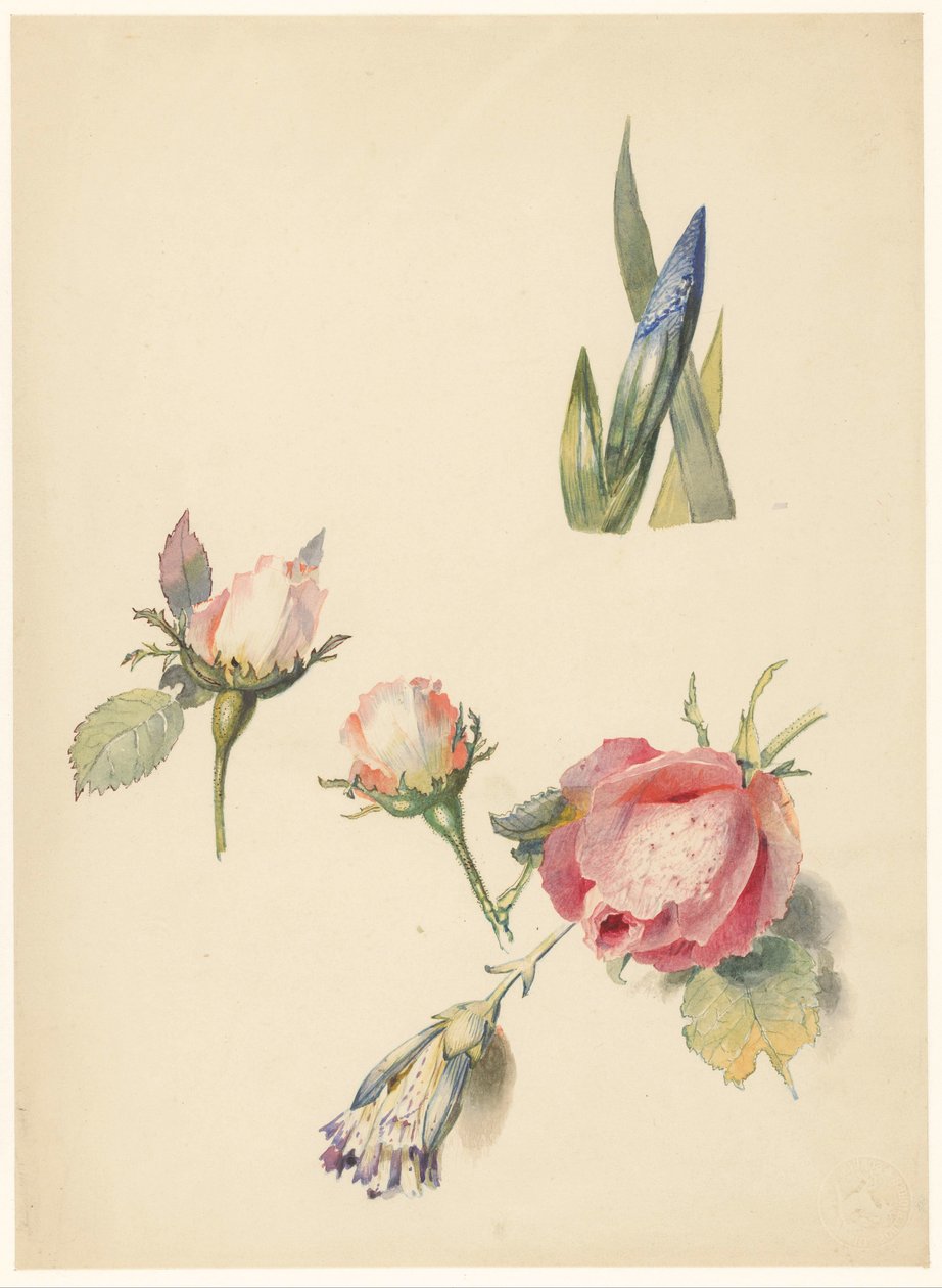 Studieblad med tre rosor och en iris av Albertus Steenbergen