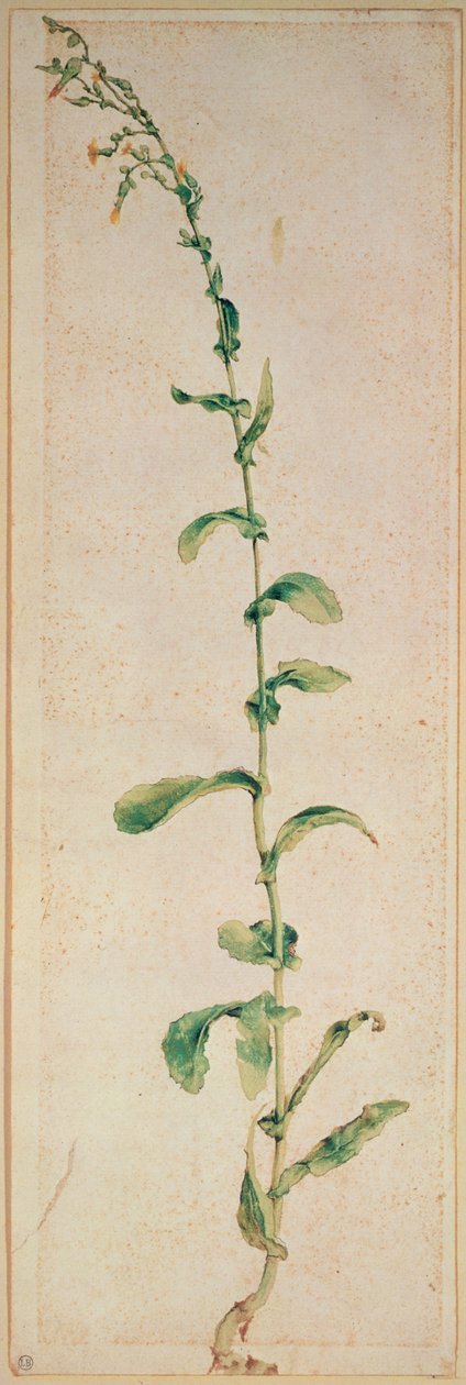 En tobaksväxt av Albrecht Dürer