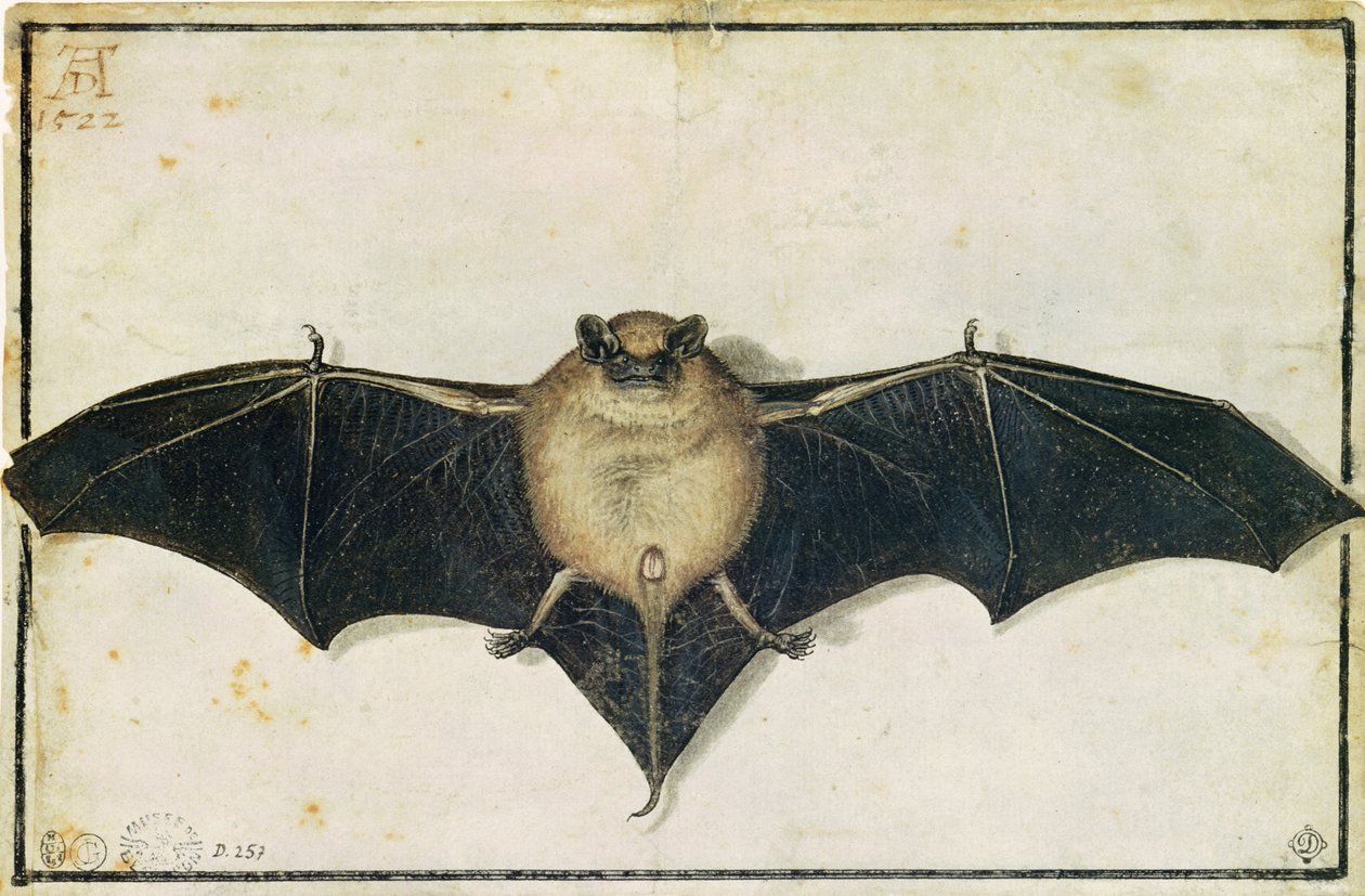 Bat, 1522 av Albrecht Dürer