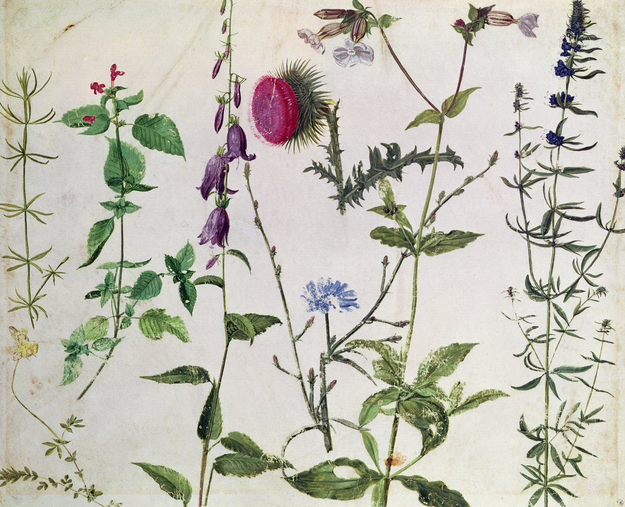 Otte undersøgelser af frø af vilde blomster av Albrecht Dürer