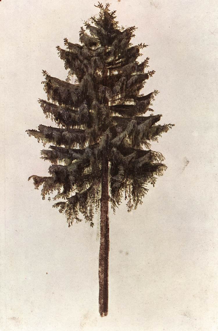 Picea abies tree av Albrecht Dürer