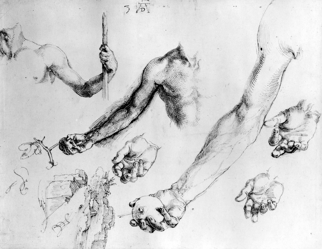 Studier för Adams arm, 1504 av Albrecht Dürer