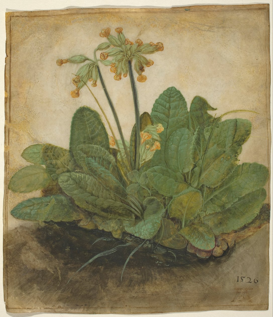 Tuft of Cowslips av Albrecht Dürer