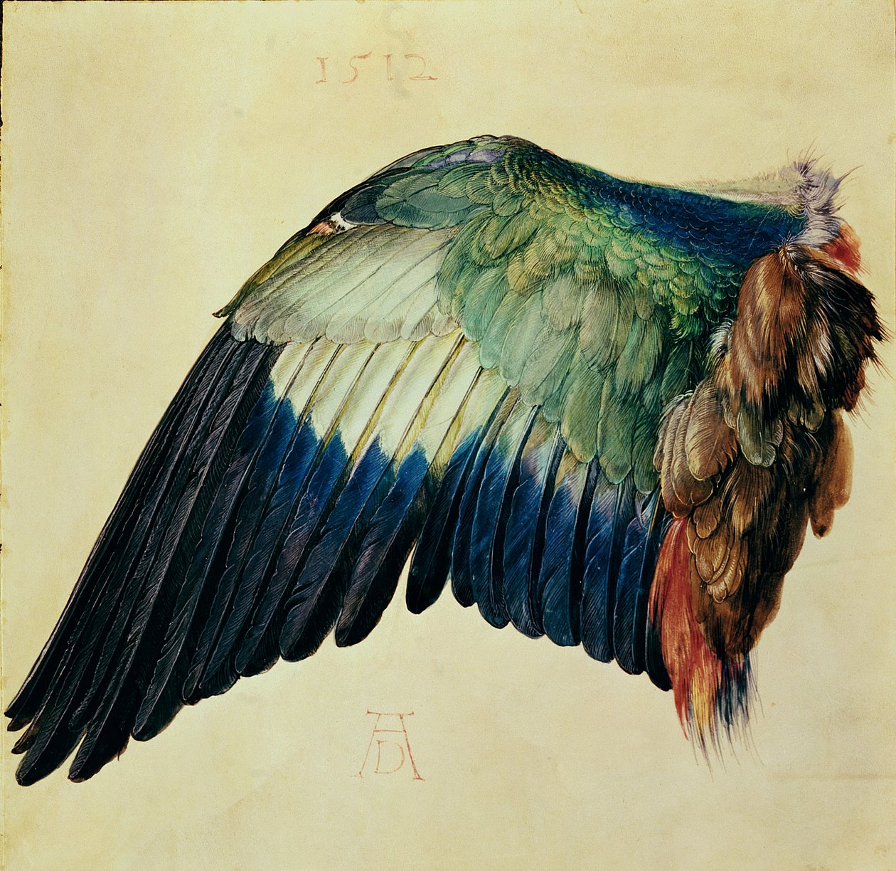 Wing of a Blue Roller, 1512 (wc på veläng med guld) av Albrecht Dürer