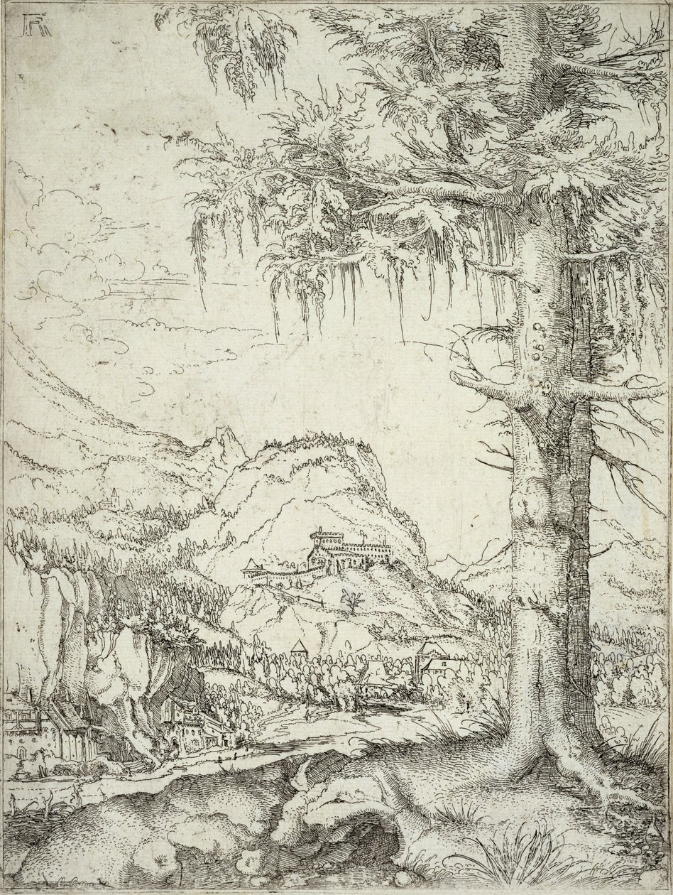 Den stora granen, c.1520 av Albrecht Altdorfer