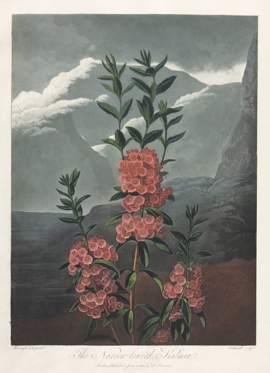 Florans tempel, eller naturens trädgård: Det smalbladiga Kalmia av Albrecht Altdorfer