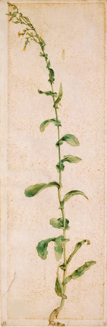 En tobaksväxt, första kvartalet av 1500-talet.. av Albrecht Dürer