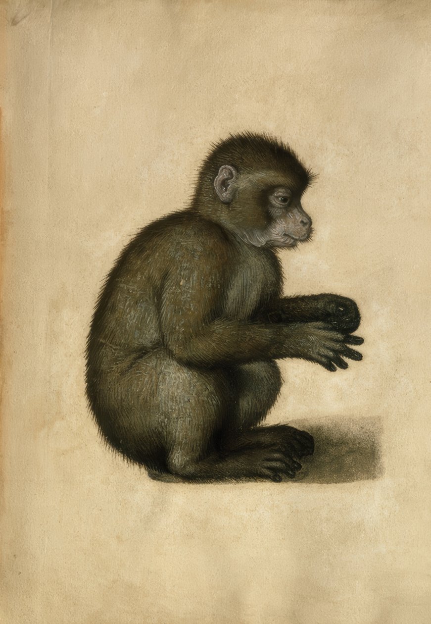 Apa / akvarell, tillskriven A.Dürer. av Albrecht Dürer