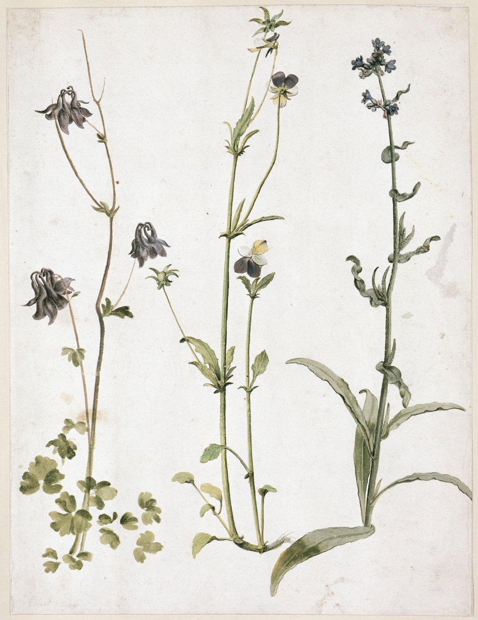 Akleja, pensé och oxeltunga av Albrecht Dürer
