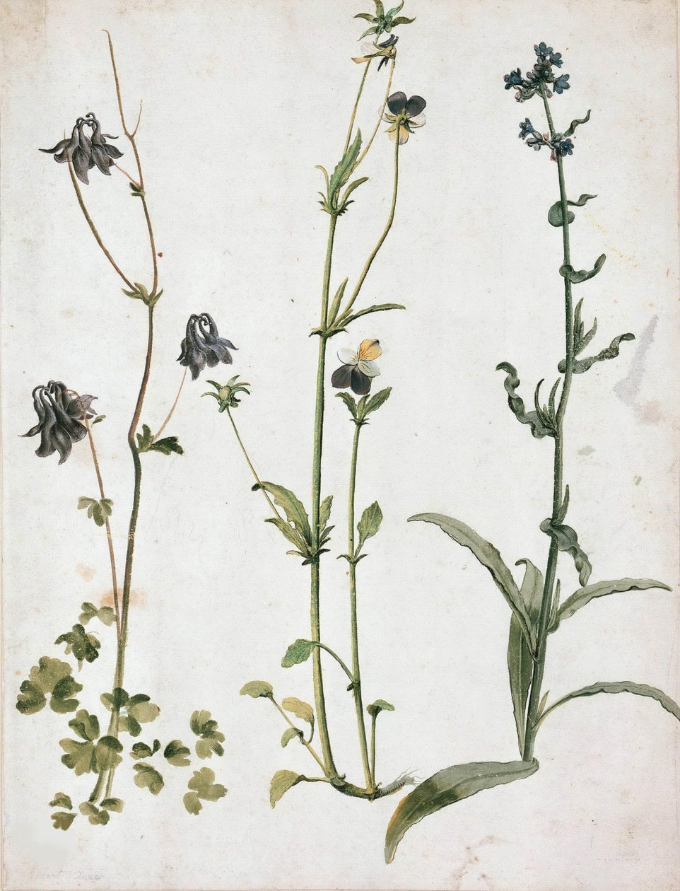 Aklejor, penséer och oxtunga, första kvartalet av 1500-talet.. av Albrecht Dürer