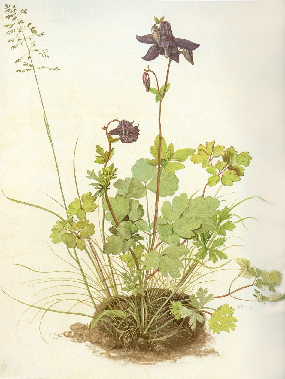 Albrecht D Columbine av Albrecht Dürer