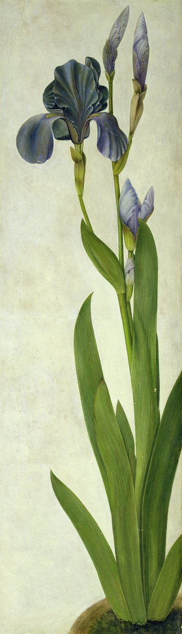 En Iris (toalett och gouache på papper) av Albrecht Dürer