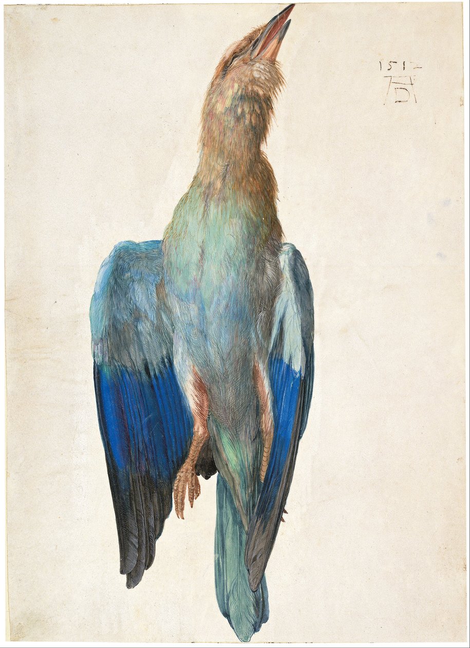 Österrikisk tyska: Tote Blauracke Dead Bluebird av Albrecht Dürer