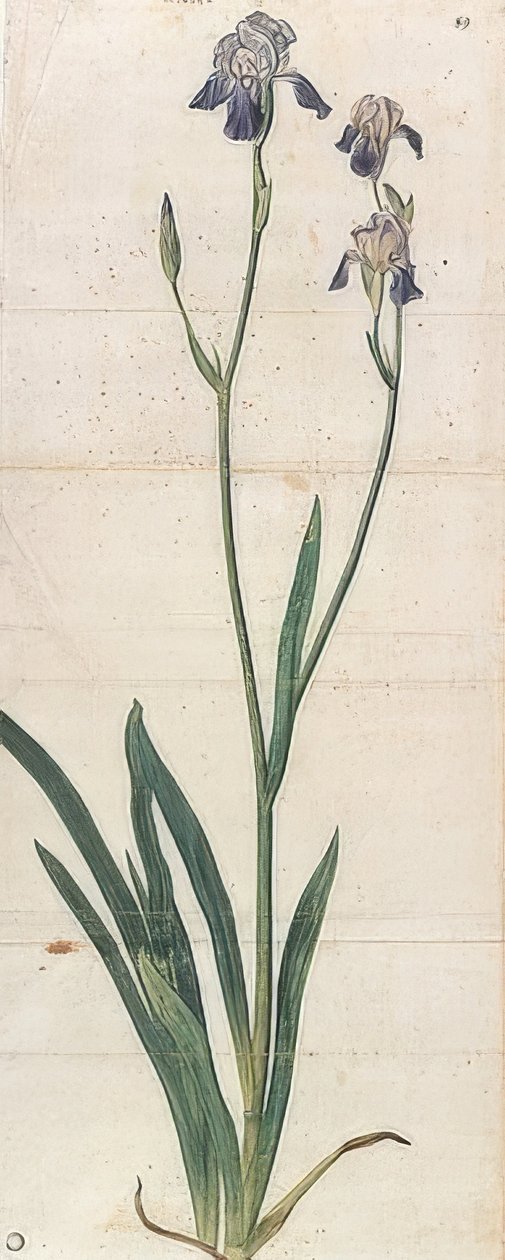 Blåblommande iris - Iris Germanica (Iris Trojana?). Omkring 1503 av Albrecht Dürer