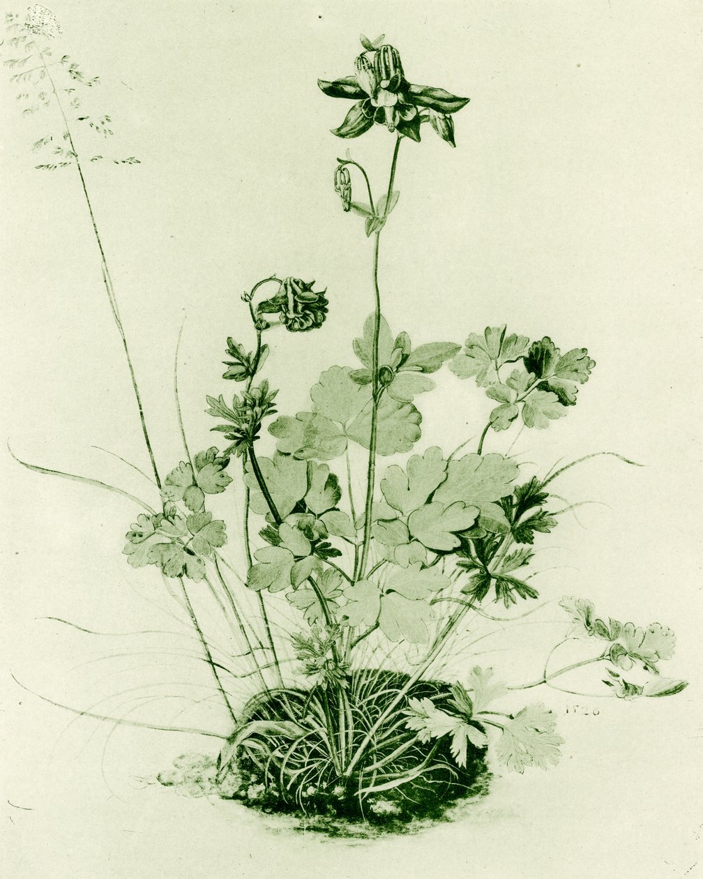 Akleja av Albrecht Dürer