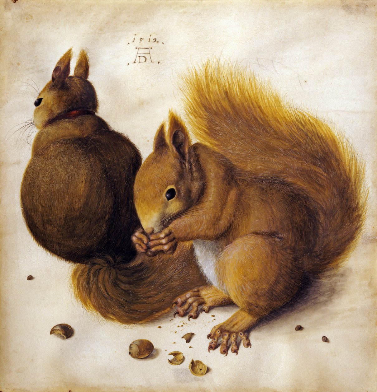 Ekorren av Albrecht Dürer