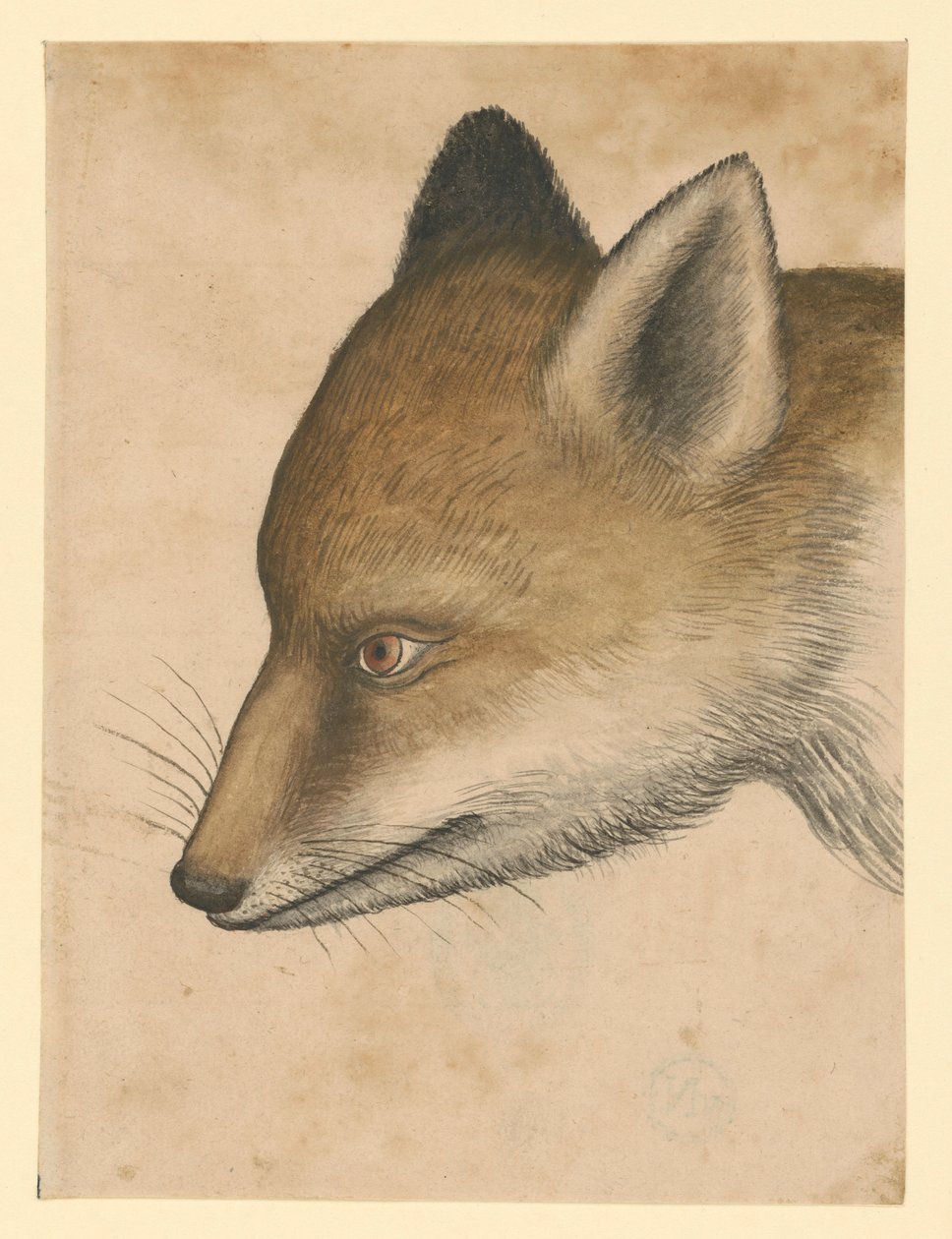Rävhuvud, åt vänster av Albrecht Dürer