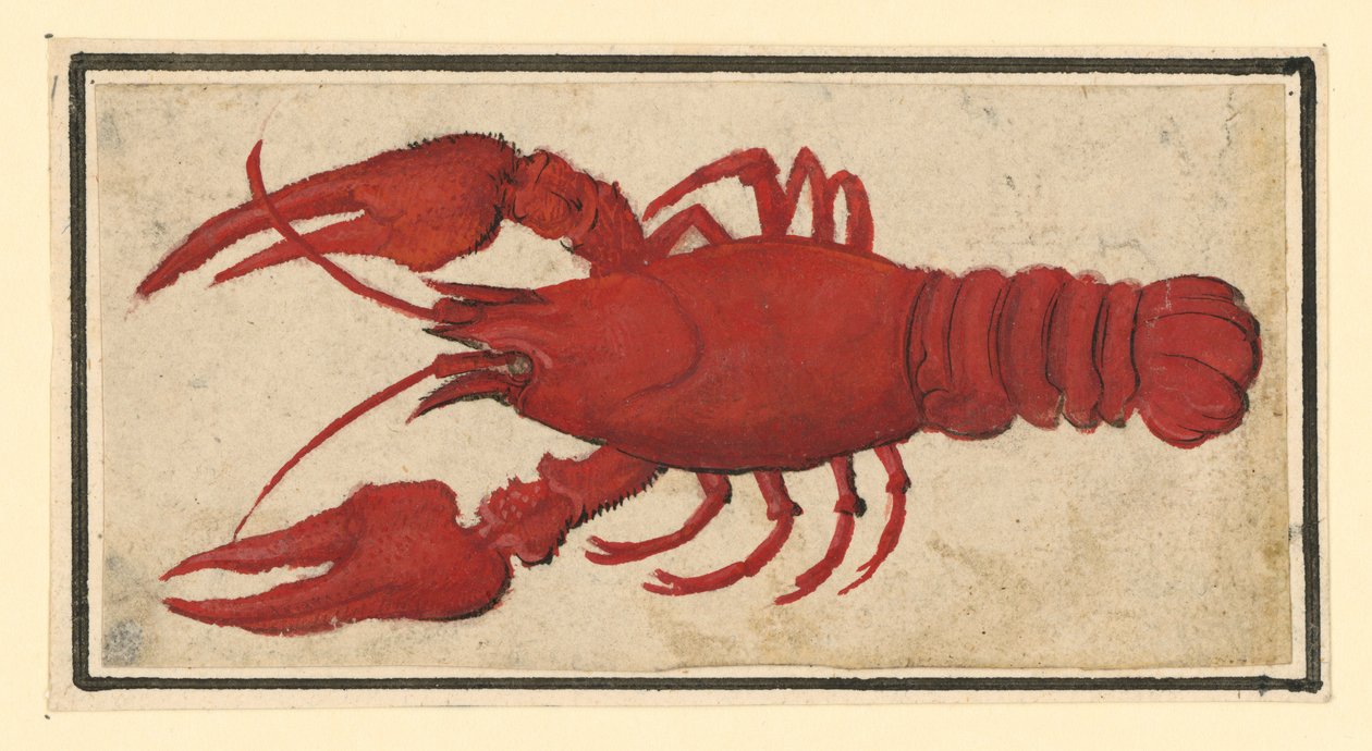 Kokt kräfta, vänd åt vänster av Albrecht Dürer