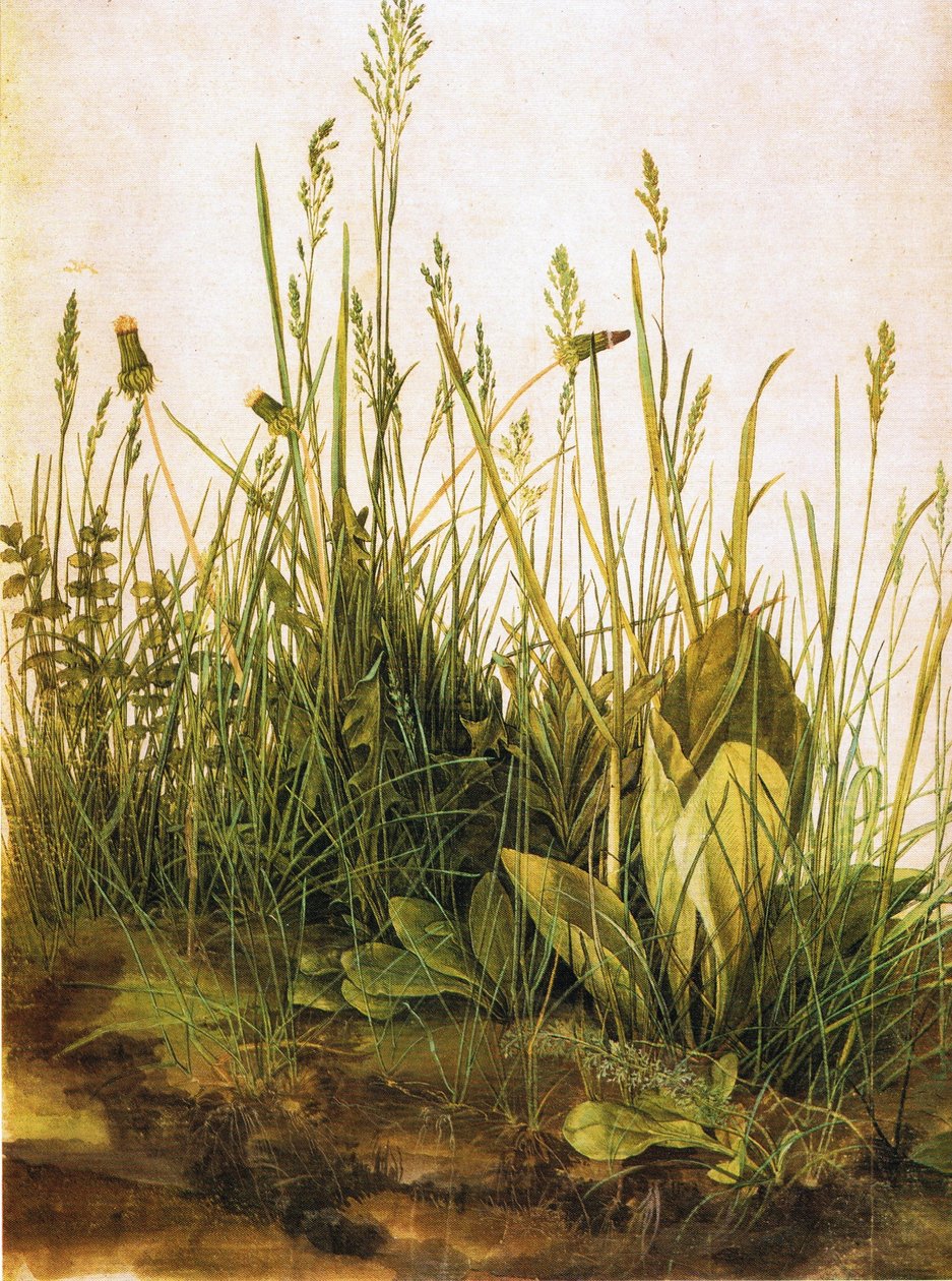 Tyska: Das große Rasenstück Den stora gräsmattan av Albrecht Dürer
