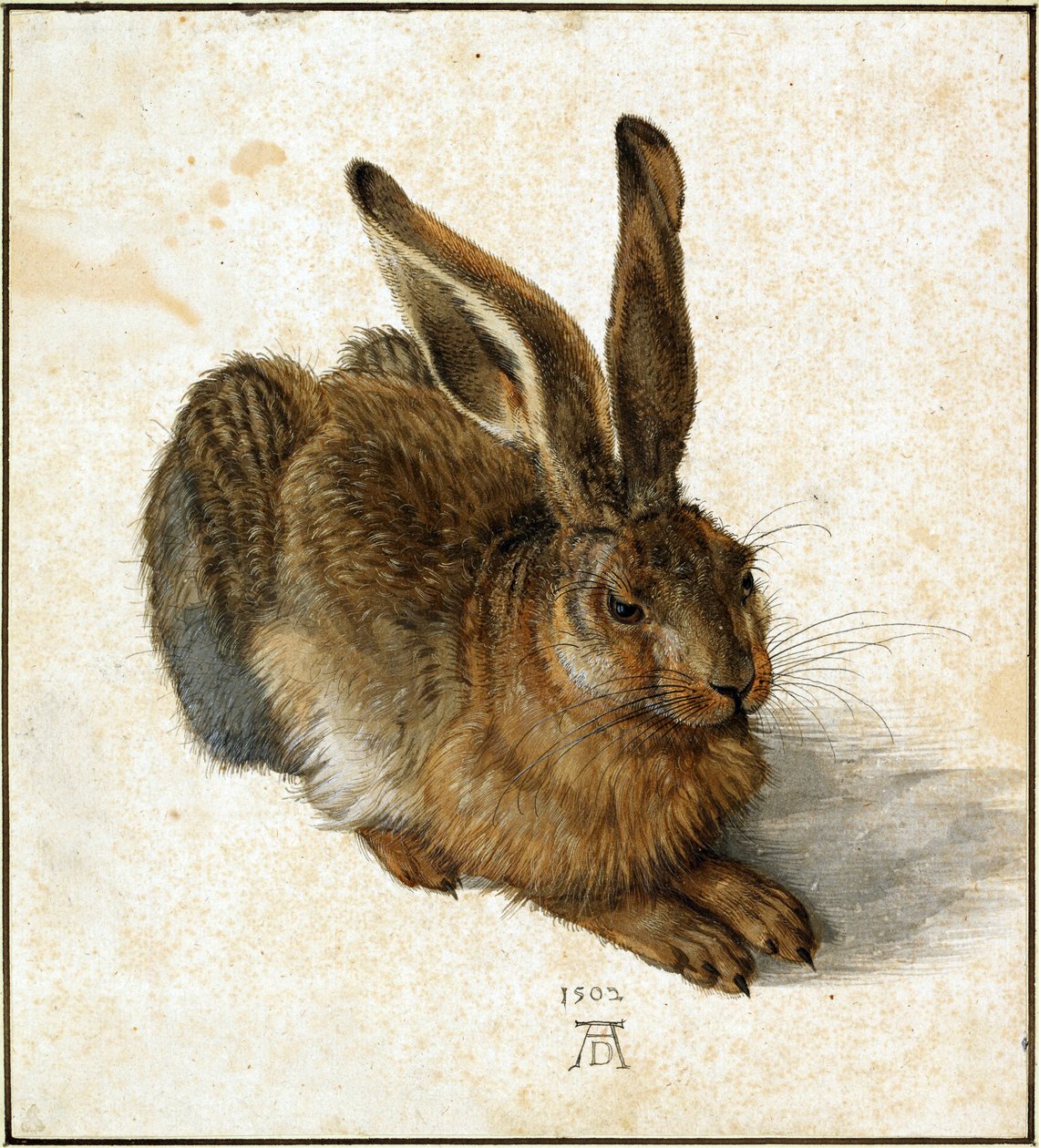 Hare (retuscherad) av Albrecht Dürer