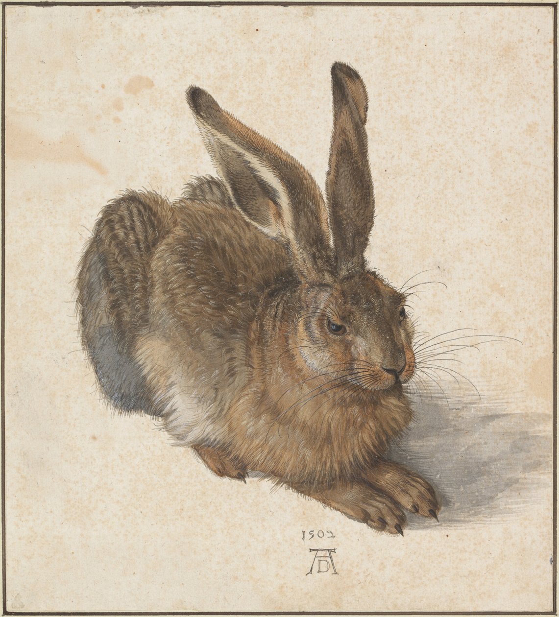 Hase, 1502 av Albrecht Dürer
