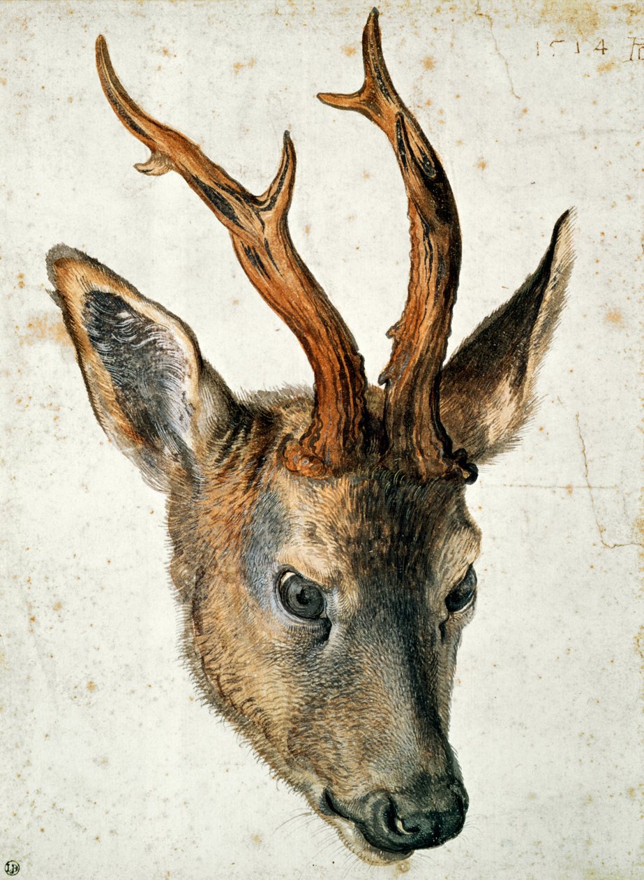 Hoved af en rådyr (pen og blæk og wc på papir) svensk av Albrecht Dürer
