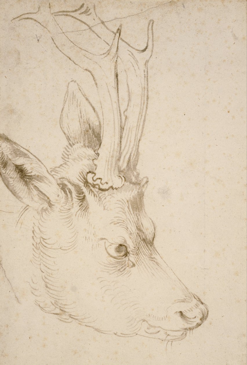 Huvudet på en Roebuck av Albrecht Dürer