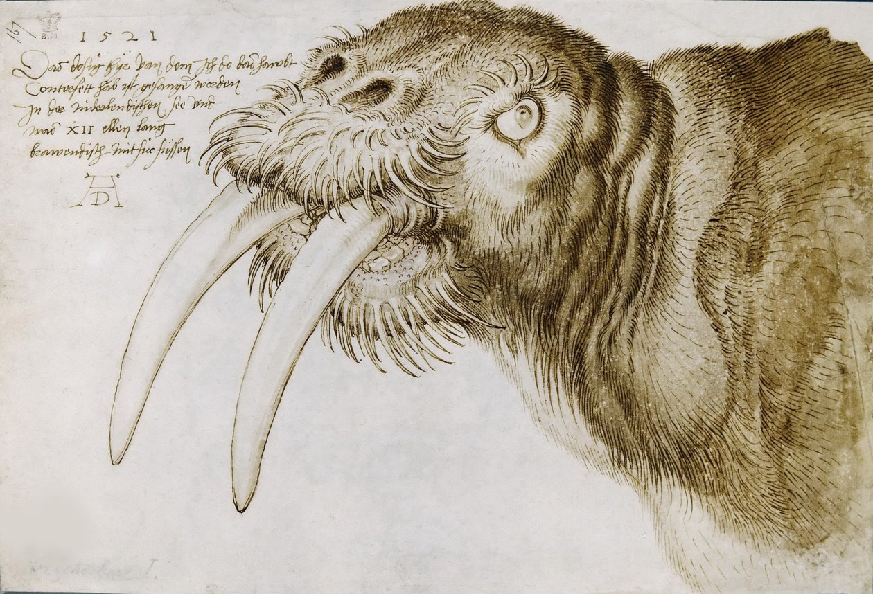 Chef för en valross, 1521. av Albrecht Dürer