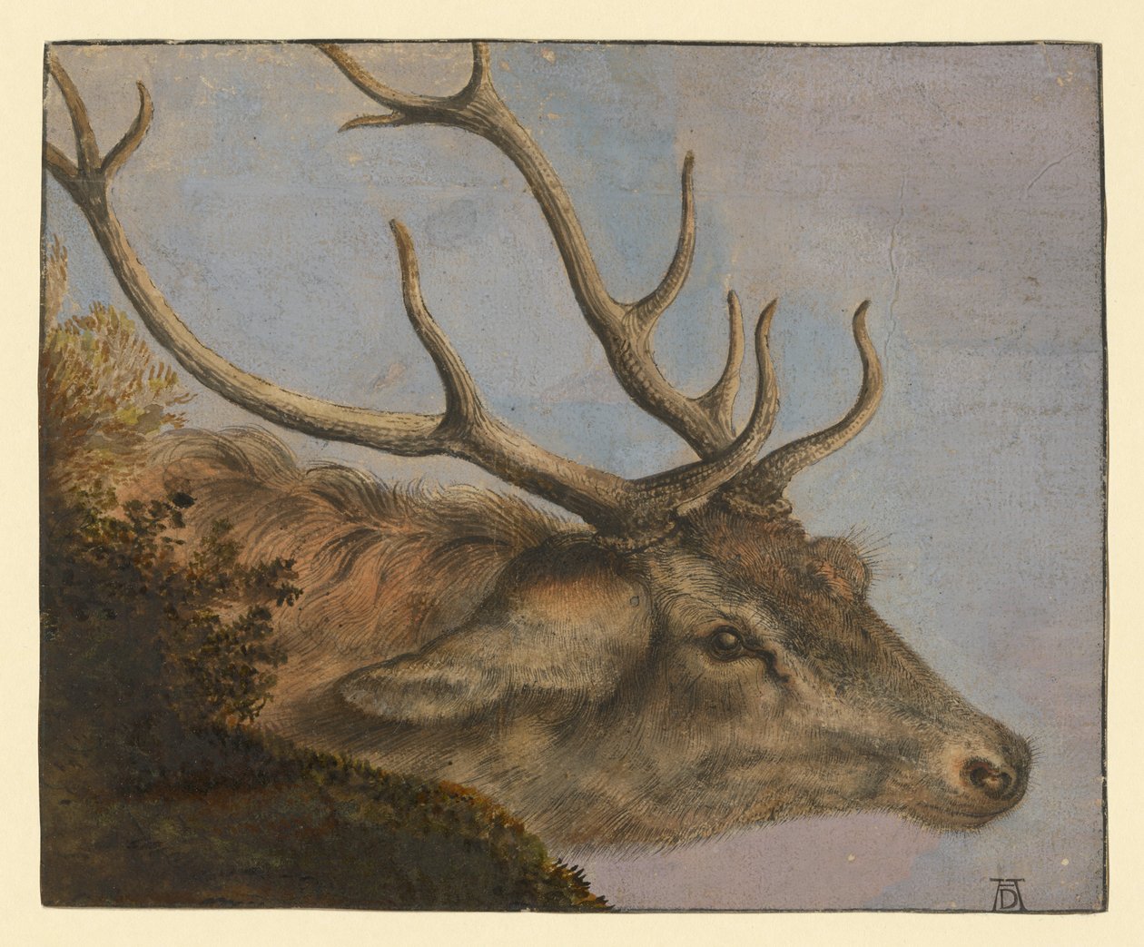 Hjorthuvud av Albrecht Dürer