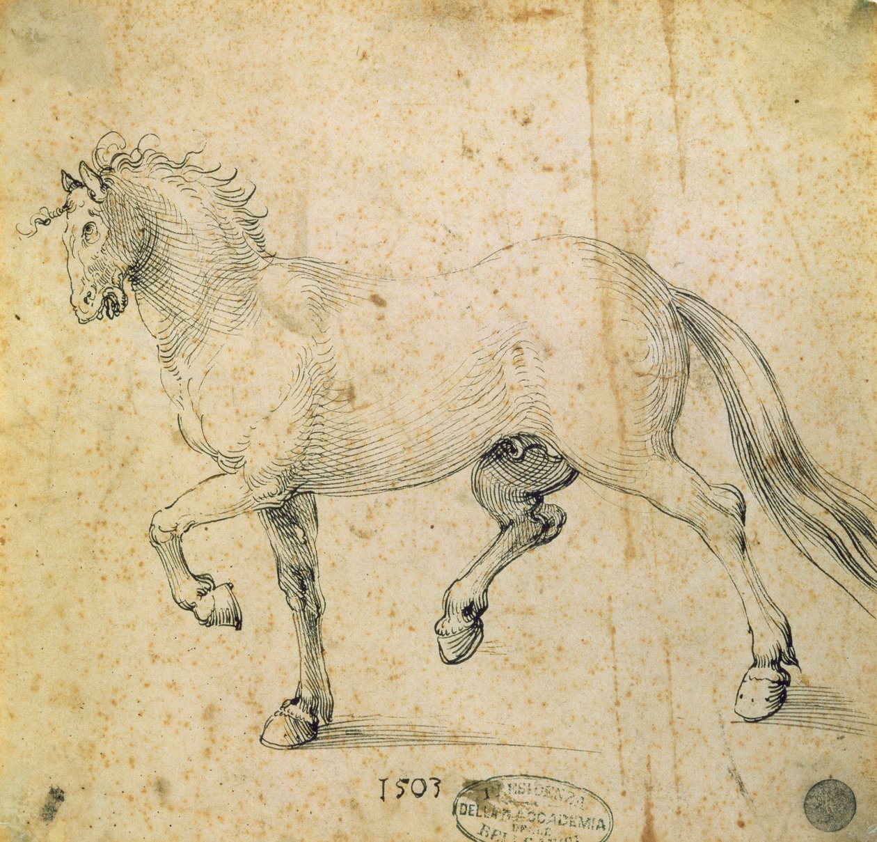 Häst, 1503 (penna och bläck på papper) av Albrecht Dürer